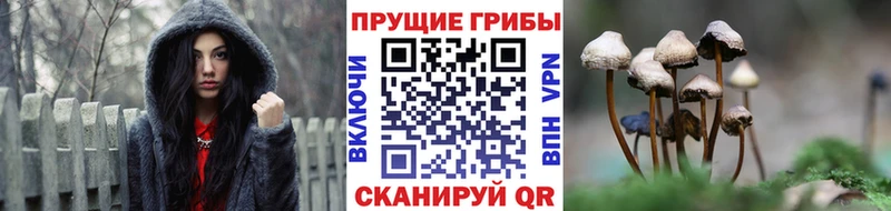 наркошоп  Ухта  Галлюциногенные грибы Psilocybine cubensis 
